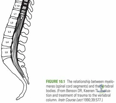 Illustration 2 for Unraveling Thoracolumbar Spine Injuries: What You Must Know