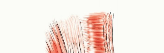 توضيح طبي: جراحة نقائل الحوض: حل شامل لآلام العظام واستعادة الحركة مع الأستاذ الدكتور محمد هطيف