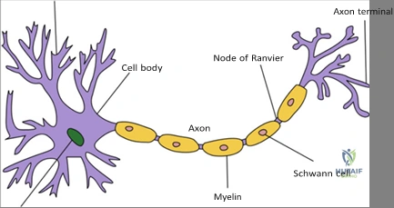 Clinical Image