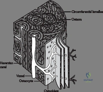 Clinical Image