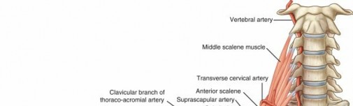 Illustration of vascularity of the upper - Dr. Mohammed Hutaif