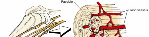 The Vital Link: Neural Tissue & Intervertebral Disc Explained