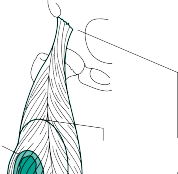 صورة طبية: دليلك الشامل للخزعات التشخيصية الدقيقة للأورام العظمية والأنسجة الرخوة