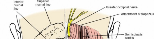 Mastering Posterior Cervical Spine: Applied Surgical Anatomy