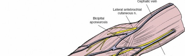 Mastering the Anterior Approach to the Cubital Fossa