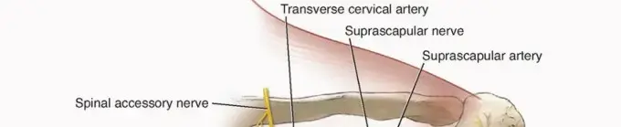 صورة توضيحية لـ تنظير لوح الكتف: وداعاً لآلام وطقطقة الكتف مع الأستاذ الدكتور محمد هطيف