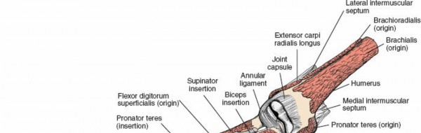 Illustration of compartment of the forearm - Dr. Mohammed Hutaif
