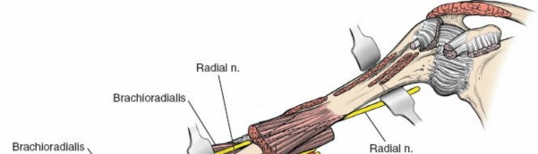 Illustration 16 for Humeral Shaft Anterior Approach: Master Surgical Techniques