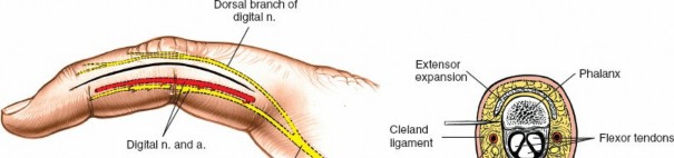 Illustration 153 for Essential Surgical Approaches: Uncover Every Aspect of the Wrist