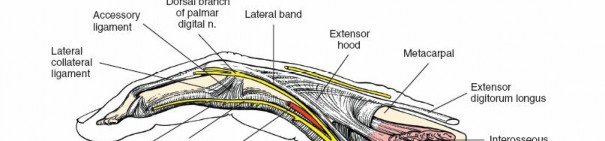 Illustration 155 for Essential Surgical Approaches: Uncover Every Aspect of the Wrist