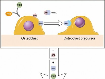 What is Bone Matrix? Decoding the Core of Every Bone