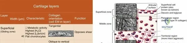 Articular Cartilage Damage: Etiology, Biomechanics, and Limited Healing