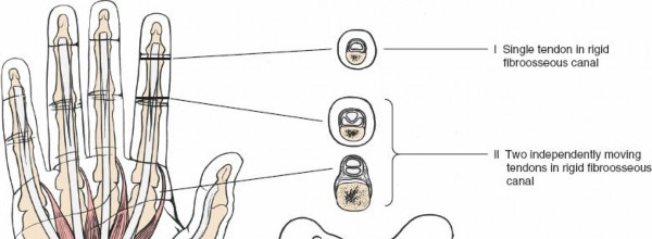 Illustration 175 for Essential Surgical Approaches: Uncover Every Aspect of the Wrist