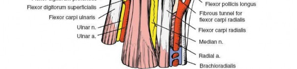 Illustration 124 for Essential Surgical Approaches: Uncover Every Aspect of the Wrist