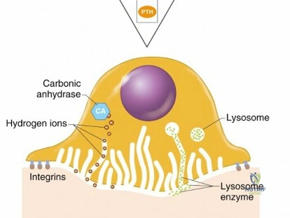 Illustration of bone matrix bone - Dr. Mohammed Hutaif