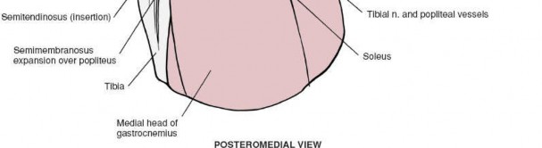 Illustration 41 for Unlocking the Medial Side of the Knee: A Surgical Anatomy Guide