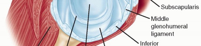 Illustration 12 for The Anatomy of the Shoulder & Elbow: Master Your Body