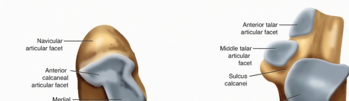 Illustration of lateral talocalcaneal ligament - Dr. Mohammed Hutaif