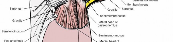 Illustration 29 for Unlocking the Medial Side of the Knee: A Surgical Anatomy Guide