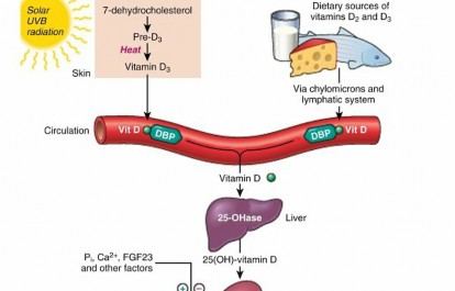 Illustration of normal bone metabolism - Dr. Mohammed Hutaif
