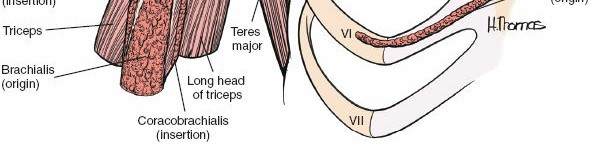 Illustration 78 for Essential Guide: Mastering Every Approach to the Shoulder