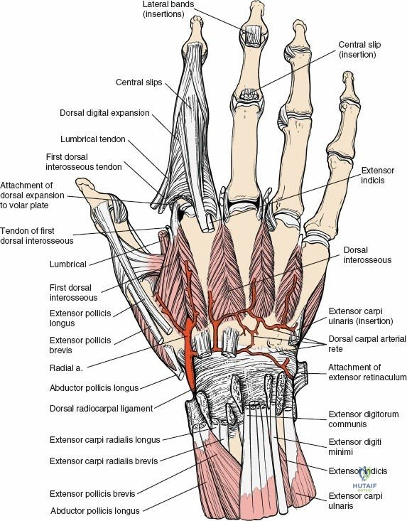 Figure 5-1 Place the patient supine on the operating table. Turn the forearm downward and place the arm on a board, for the dorsal approach to the wrist joint.