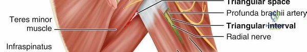 Illustration of muscles of the shoulder - Dr. Mohammed Hutaif