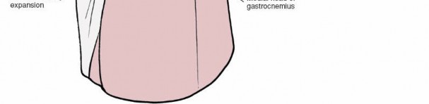 Illustration 30 for Unlocking the Medial Side of the Knee: A Surgical Anatomy Guide