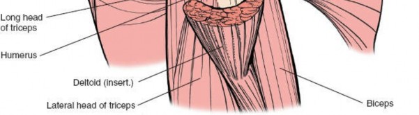 Illustration 138 for Essential Guide: Mastering Every Approach to the Shoulder