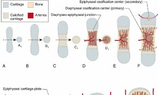 Decoding Bone Growth: Key Types of Bone Formation
