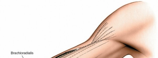 Distal Humerus Anterolateral Approach: Master Safe Fracture Fixation