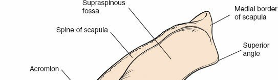 Illustration 151 for Essential Guide: Mastering Every Approach to the Shoulder
