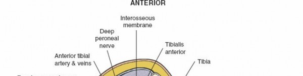 Surgical Anatomy: Approaches for Decompression of Leg Compartment Syndrome