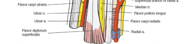 Illustration 111 for Essential Surgical Approaches: Uncover Every Aspect of the Wrist