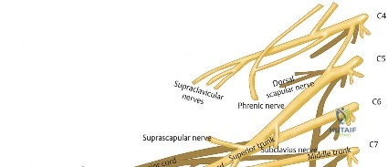 Principles of Fracture Classification and Surgical Decision-Making
