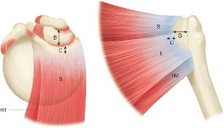 Illustration of infraspinatus and teres - Dr. Mohammed Hutaif