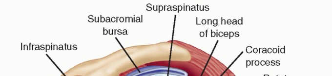 Illustration 10 for The Anatomy of the Shoulder & Elbow: Master Your Body