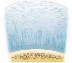 Effective Autograft Plug Transfer for Cartilage Repair