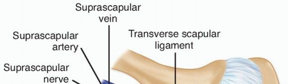 Decompressing the Transverse Scapular Ligament for Shoulder Pain Relief