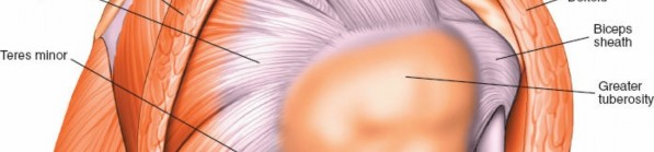 Illustration 208 for Essential Guide: Mastering Every Approach to the Shoulder