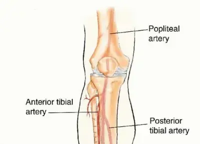 ترميم عظام الأطراف المتقدم: الحل المتكامل لنقص العظام باستخدام ترقيع الشظية الوعائية الحرة مع الأستاذ الدكتور محمد هطيف