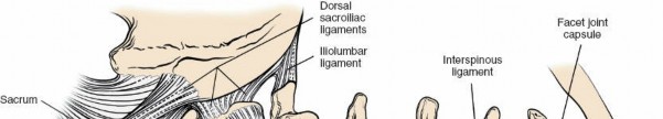 Lumbar Spine Applied Anatomy: Master the Posterior Surgical Approach