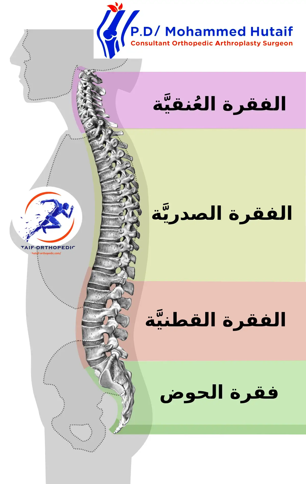اكتشف قوة كتفك: دليل شامل لعضلات الحزام الكتفي