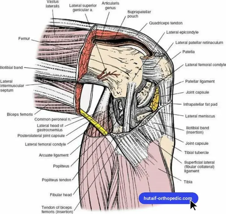 اكتشف قوة الأربطة: دليلك الشامل لصحة مفاصلك