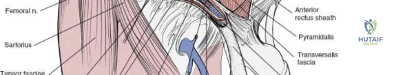 Illustration of deep inguinal ring - Dr. Mohammed Hutaif
