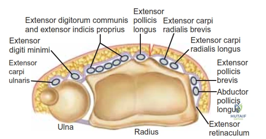 FIG 1 • Anatomy of the distal radius. The six dorsal extensor compartments at the level of the extensor retinaculum.
