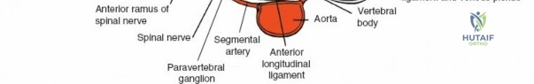 Clinical Image