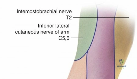 Modified Kessler-Tajima Suture Technique for Flexor Tendon Repair