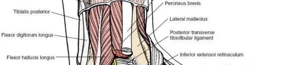 صور لجراحة القدم والكاحل