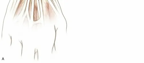 تفاصيل مرئية 25 - فك شيفرة تشريح الرسغ واليد: دور المفصل الكعبري بين العظمين